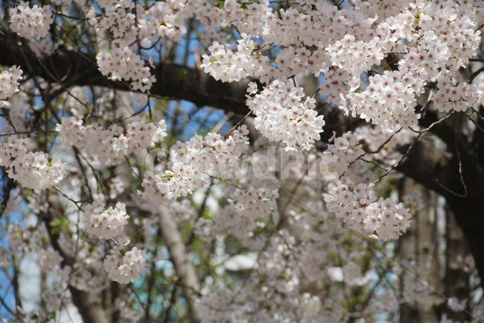 사쿠라,cherryblossom,봄,꽃,봄꽃,벚꽃