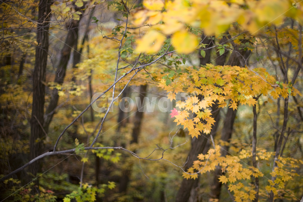 단풍,가을산,나무,숲,가을,가을,계절,fall,autumn,season,plant,식물,leaf,잎,tree