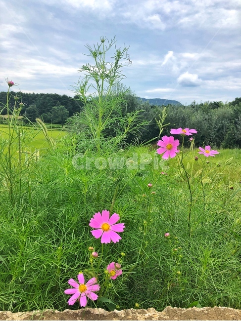 코스모스,푸르름,분홍색,녹색,하늘,식물,자연,plants,nature,꽃,flower