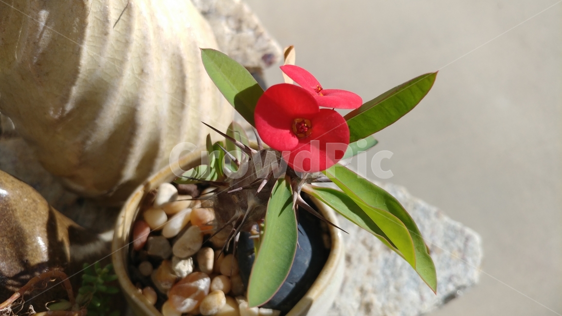식물,꽃기린,선인장,뒷마당,화분,가시,앗따거,crownofthorns,christplant,christthorn,식물,자연,plants,nature,꽃,flower,실내용화초,화분,화초,house plant