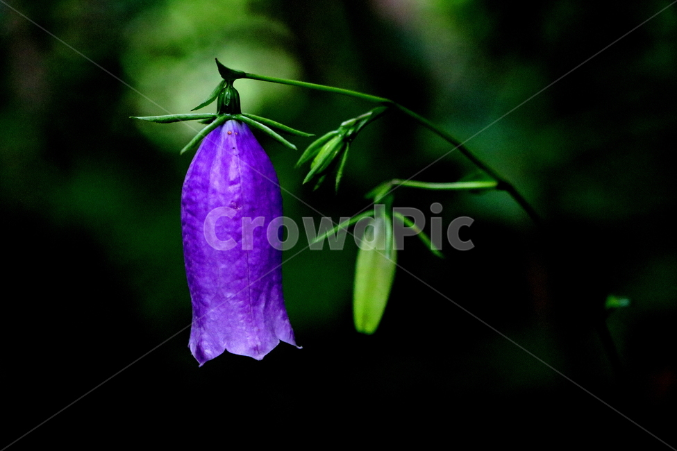 야생화,들꽃,식물,금강초롱,꽃,식물,자연,plants,nature,꽃,flower