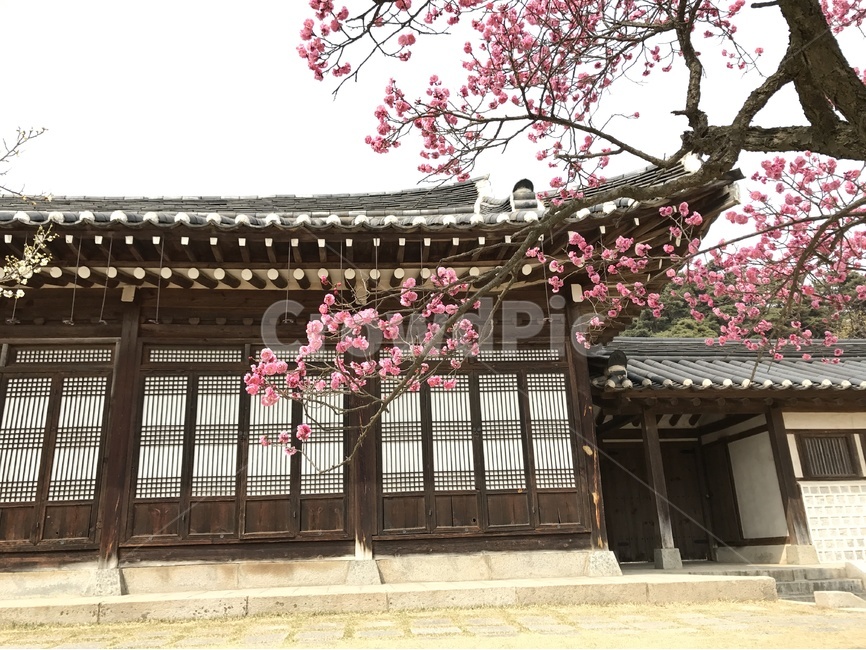 현충사,홍매화,봄꽃,봄,매화,봄,계절,spring,season,한국전통,한국문화,korean traditional,korean culture,건축물,건물외관,exterior,building,structure,architecture,construction,plant,식물,flower,꽃,blossom
