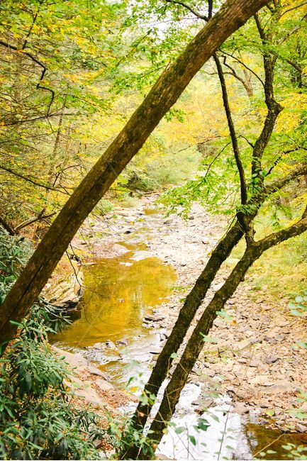 nature,creek,나무,물,자연,야외,자연,풍경,nature,landscape