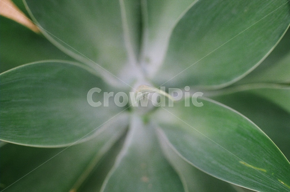 plant,식물,잎,leaf,야생화,심도,표현,감성,감성사진,느낌,필름,필름사진,film,식물,자연,plants,nature