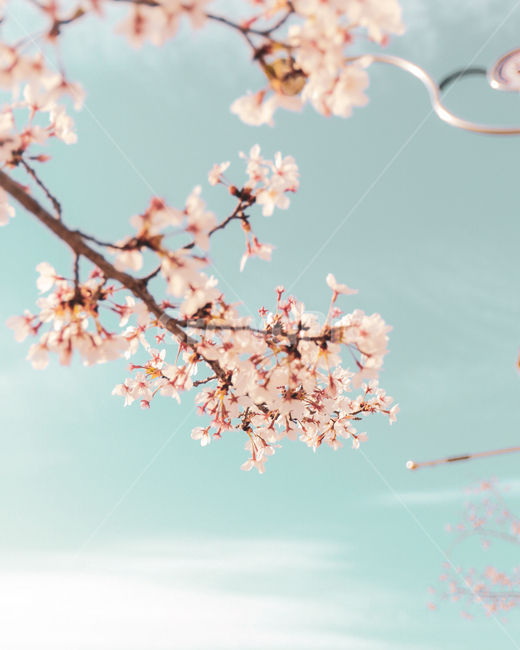 꽃,나무,식물,봄,나뭇가지,하늘,벚꽃,분홍색,봄,계절,spring,season,식물,자연,plants,nature,꽃,flower,plant,blossom,cherry blossom