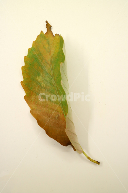 낙엽,가을,나뭇잎,잎,잎사귀,계절,식물,자연,낙엽잎,fallenleaves,deadleaves,오브젝트,누끼,가을낙엽,가을,계절,fall,autumn,season,leaf,plant