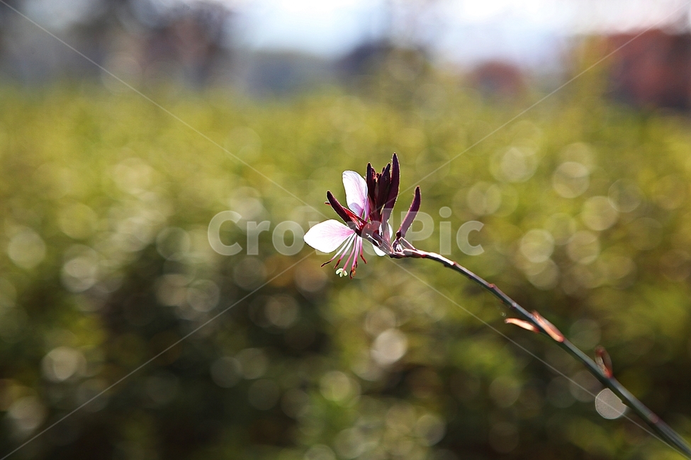 가우라,꽃,꽃잎,잎,줄기,식물,공원,자연,가을,가을,계절,fall,autumn,season,식물,자연,plants,nature,꽃,flower,plant,geranium,제라늄,blossom,petal
