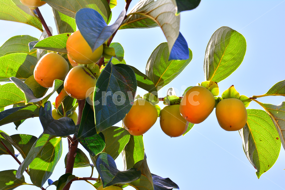 감,과일,열매,단감,음식,food,감나무,곶감재료,아시안,asian,fruit,탄닌,persimmon,한국적,코리안,나무열매,잎새,잘익은,식욕,맛,taste,수정과,달콤한,감말랭이,가을이미지,autumn,fall,하늘,가을하늘,식물,자연,plants,nature,음식,식재료,요리,food,cook,meal,dishes,food reserves,과일,열매,fruit