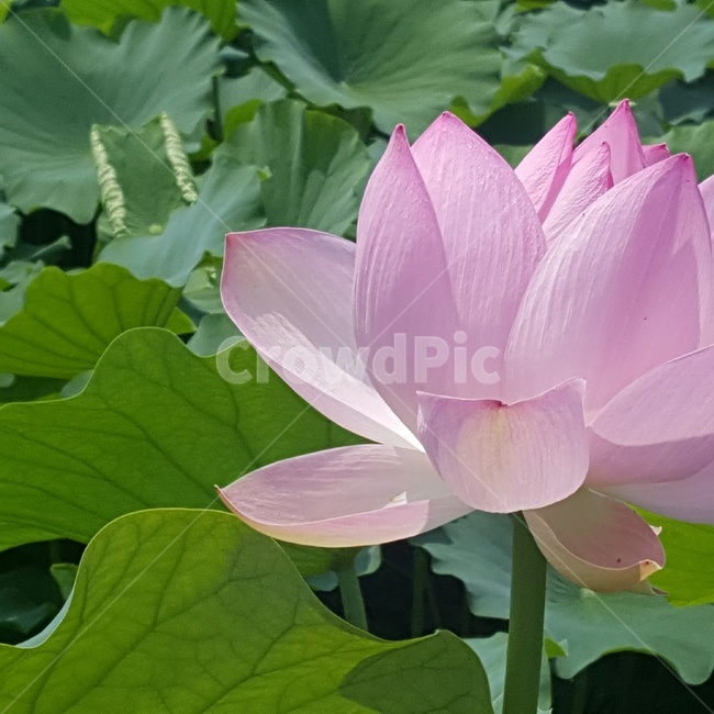꽃,식물,연꽃,plant,blossom,식물,자연,plants,nature,꽃,flower