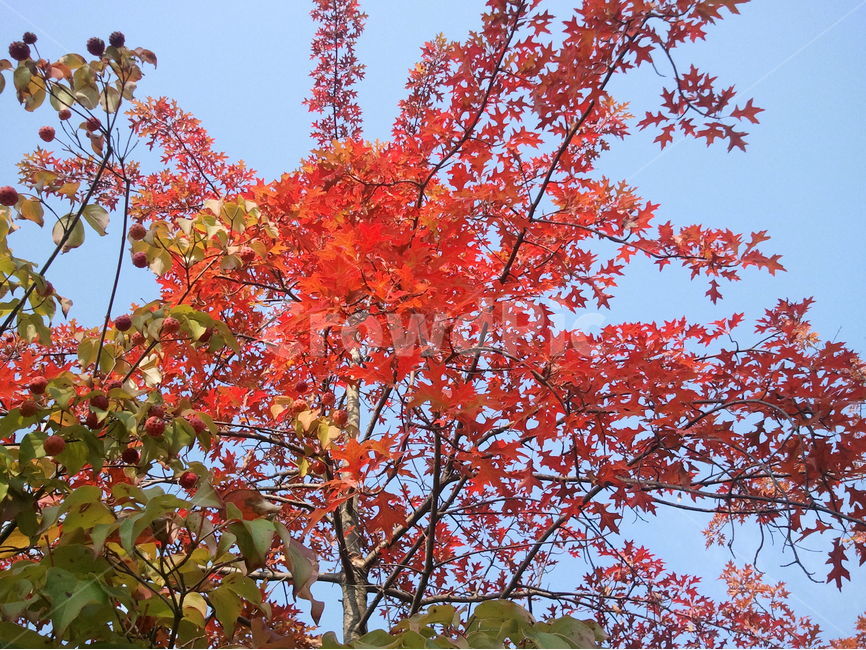 산단풍,교목,단풍나무과,홍자색꽃,낙엽,활엽교목,가을,계절,fall,autumn,season,식물,자연,plants,nature,나무,trees,wood,leaf,잎,plant,tree,maple,단풍