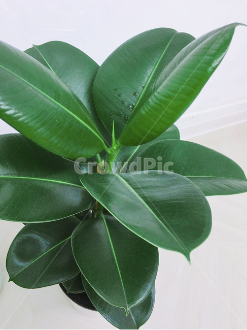 고무나무,식물,녹색,성장,rubbertree,공기정화,잎,leaf,green,inner,실내,식물키우기,plants,신선한