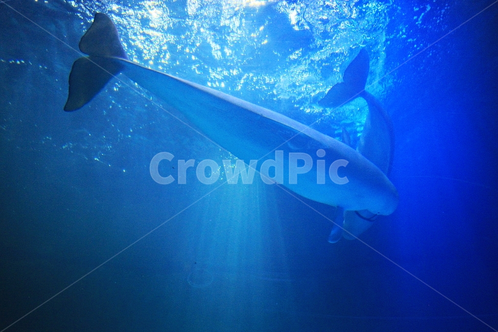 돌고래,아쿠아리움,포유류,고래,배경,수족관,물,동물,animal,포유류,mammal