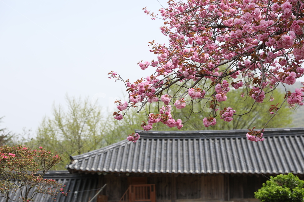 순천,선암사,만첩왕벚,겹벚꽃,벚꽃,봄,사찰,왕벚꽃,봄,계절,spring,season,한국전통,한국문화,korean traditional,korean culture,식물,자연,plants,nature,꽃,flower,plant,blossom