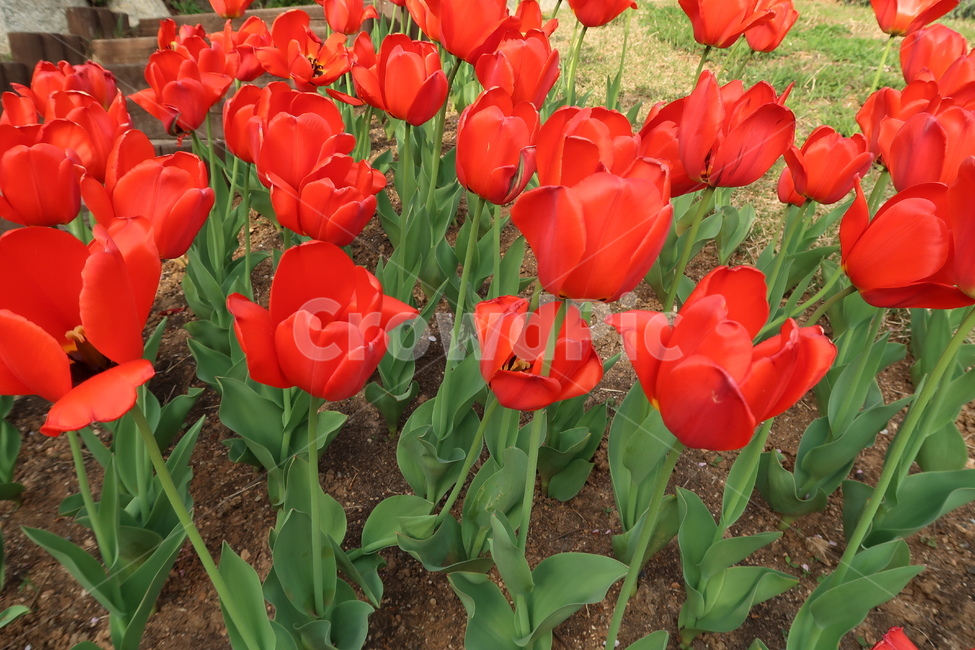 flower,꽃,blossom,plant,식물,vegetation,초목,forest,land,나무,나라,숲,woodland,outdoors,삼림지,nature,자연,path,통로,작은숲,grove,tree