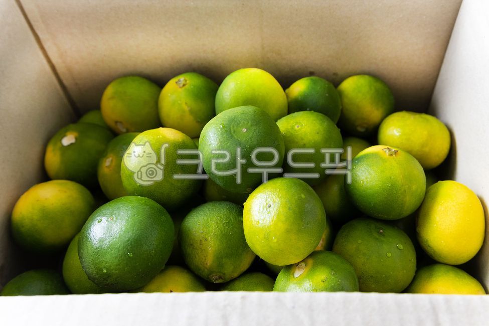 귤,청귤,햇귤,감귤,풋귤,초록귤,초록색,상자,과일박스,청귤박스,과일,제주특산물,귤박스,제주도특산물,비타민,비타민c,음식,식재료,요리,food,cook,열매,fruit,식품,grapefruit,상큼,green