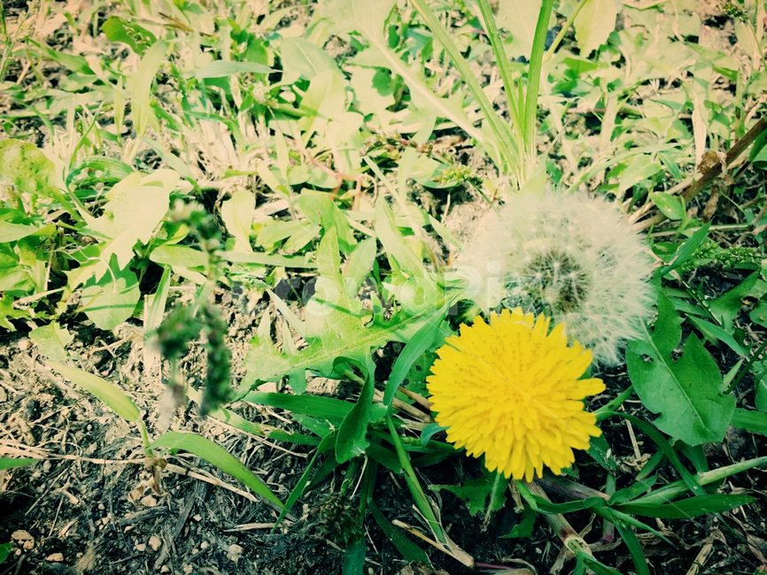 plant,식물,flower,꽃,blossom,민들레