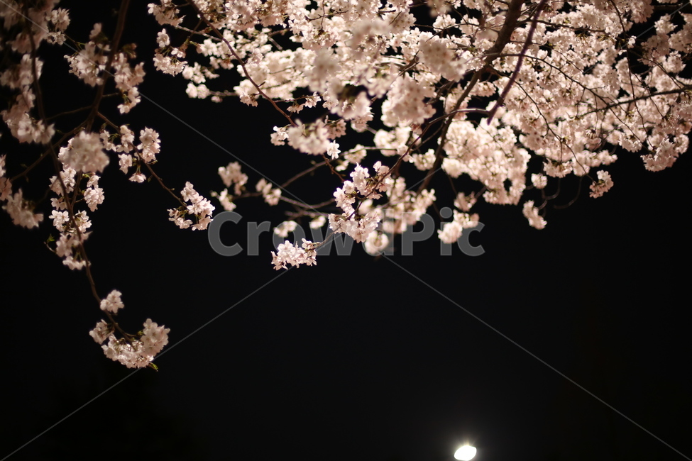 벚꽃,밤하늘,벚꽃나무,꽃,cherryblossom,sky,벚꽃배경,cherryblossmtree,봄꽃,봄,계절,spring,season,야경,밤,풍경,nightscape,night,landscape,plant,식물,flower,blossom