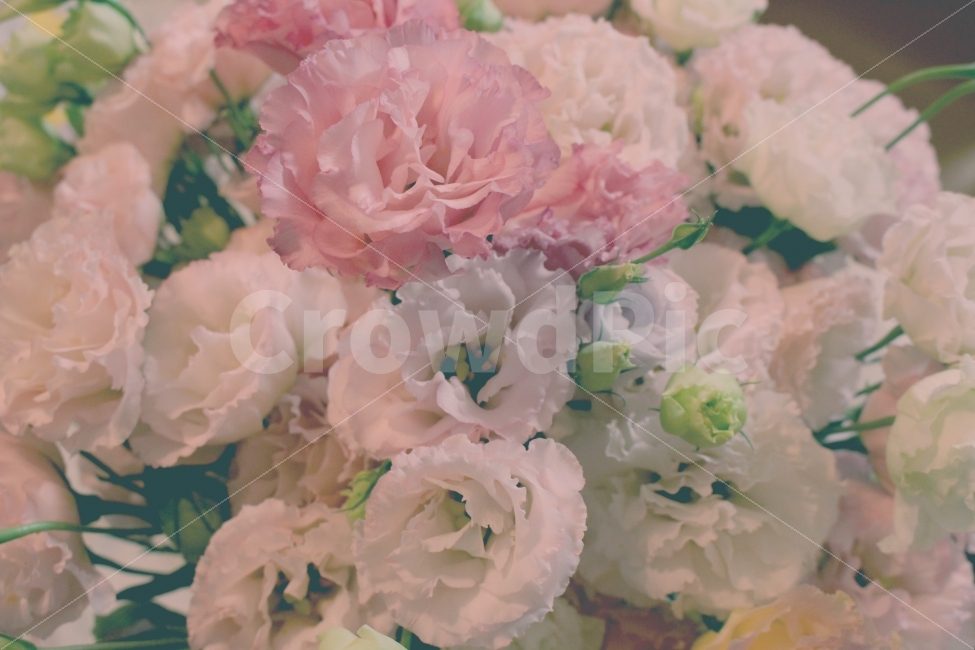 리시안셔스,꽃,꽃다발,고백,마음,기념일,식물,자연,plants,nature,꽃,flower,감성,sensible,feeling