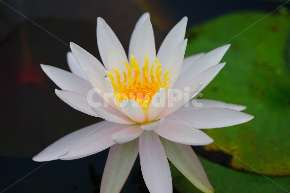 백합,flower,꽃,plant,식물,연꽃,백연꽃,식물,자연,plants,nature,꽃,flower