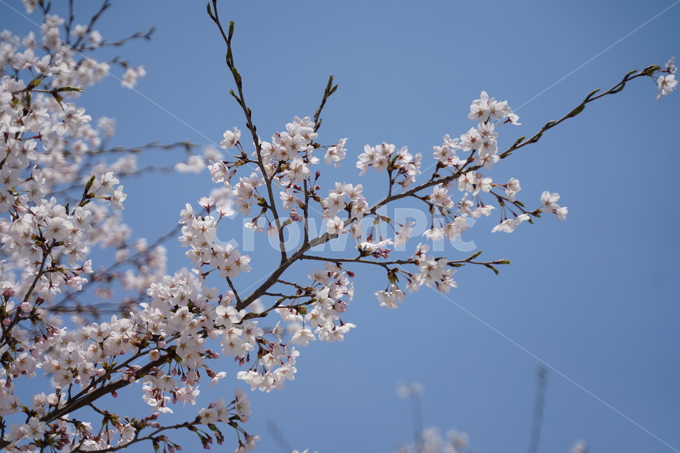 벚꽃,봄,매화,cherryblossom,flower,봄,계절,spring,season