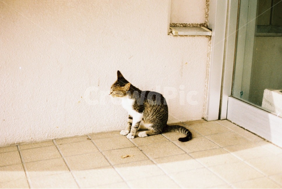 고양이,일본,오키나와,갈색,필름카메라,길고양이,cat,okinawa,kitten,동물,animal,포유류,mammal,고양이,cat,kitten,kitty