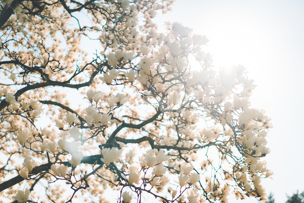 꽃,식물,목련,목련꽃,flower,plant,tree,magnolia,흰꽃