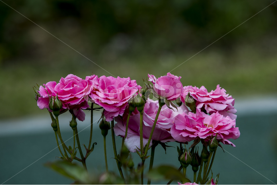 장미,꽃,식물,로즈,야생화,식물,자연,plants,nature,꽃,flower