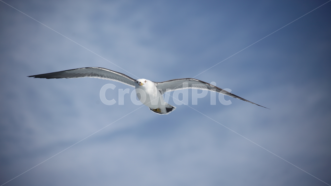 갈매기,바다새,대형조류,commongull,mewgull,laruscrassirostris,괭이갈매기,동물,animal,조류,새,birds