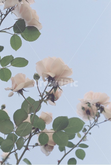 자연,감성,감성사진,장미,장미꽃,꽃,필름,필름카메라,필름사진,film,filmcamera,nature,rose,flower,plant,sensible,color,colorsensitivity,emotional,feeling