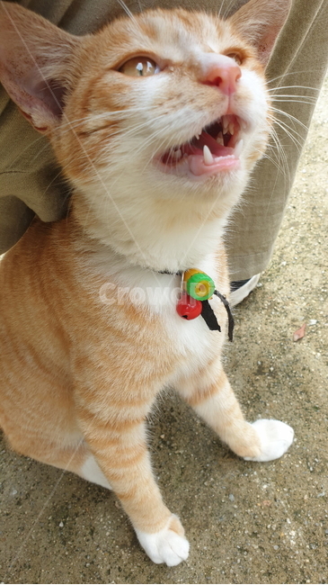 고양이,새끼고양이,애완용,애완고양이,애완동물,동물,집고양이