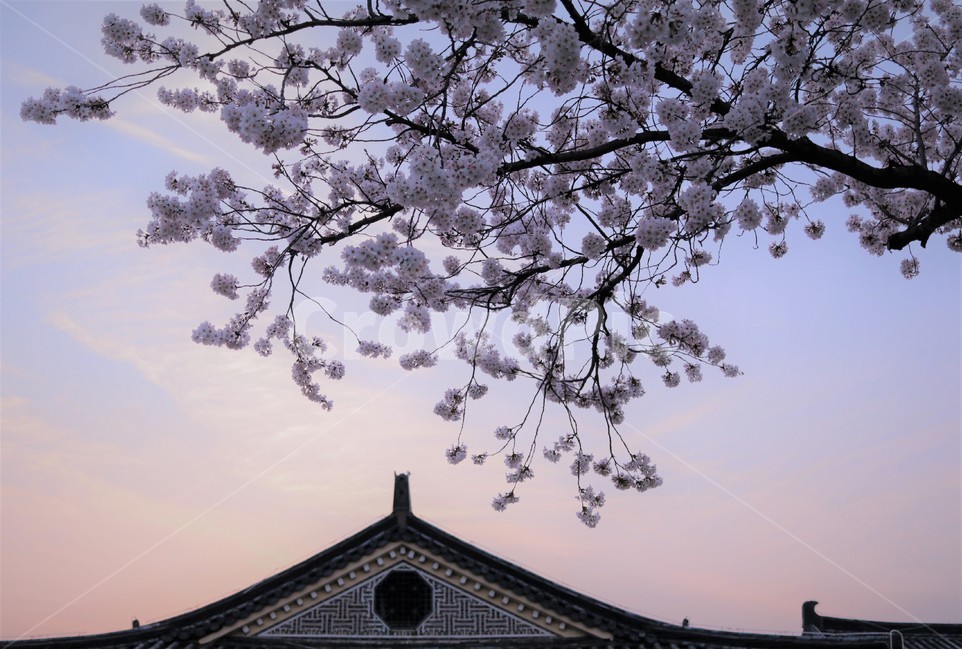 경주,벛꽃,만개,벚꽃축제,봄,봄,계절,spring,season,식물,자연,plants,nature,꽃,flower,plant