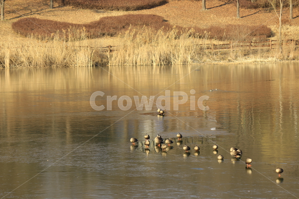 동물,새,오리,물오리,물새,철새,겨울철새,water,duck,waterduck,animal,bird,호수,자연,동물,animal,조류,새,birds