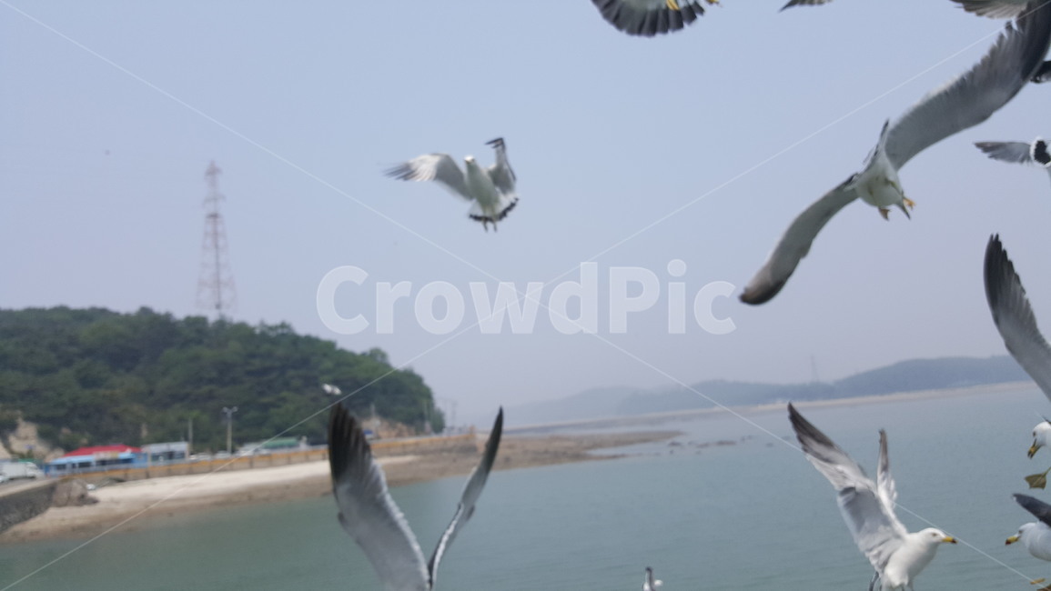 갈매기,바다,섬,풍경,자연,인천,국내,동물,animal,조류,새,birds