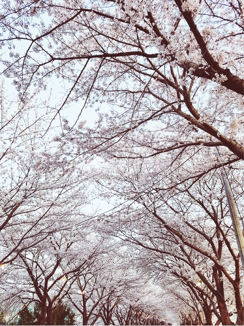 tree,벛꽃,데이트,분홍,핑트,나무