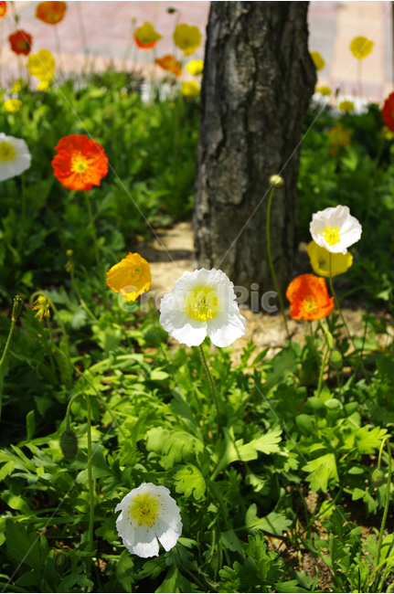 양귀비,꽃,꽃밭,컬러,식물,flower,color,식물,자연,plants,nature,꽃,flower