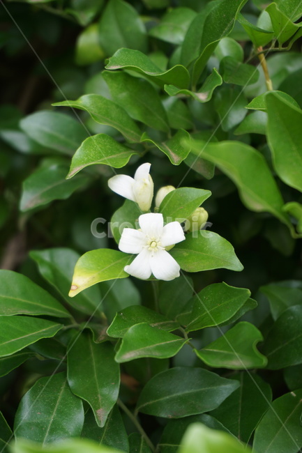 꽃,식물,자연,flower,plant,leaf,잎,식물,자연,plants,nature,꽃,flower