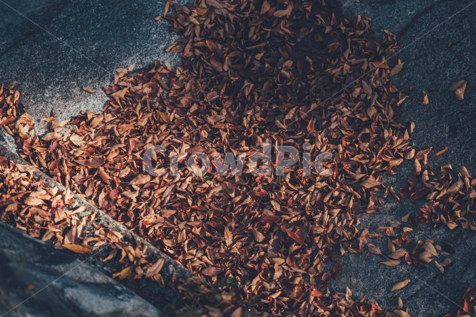 절,통도사,가을,단풍,낙엽,감성,가을,계절,fall,autumn,season,animal,동물,flock,대군