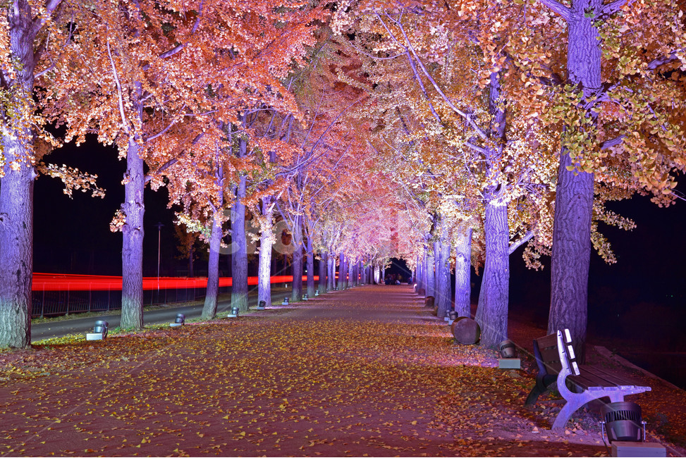 tree,은행나무,가을,가을풍경,야경,노랑