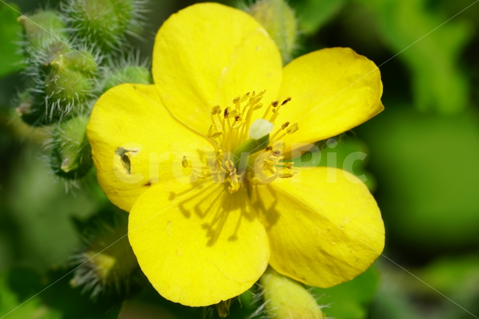 애기똥풀,봄,꽃,플라워,자연,식물,flower,spring,nature,풍경,landscape,경치,plants,season,계절,접사,마크로,macro,클로즈업,closeup,식물,자연,plants,nature,꽃,flower