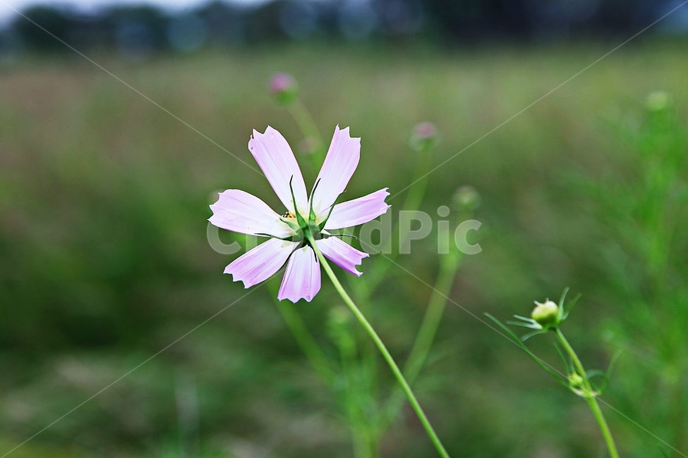 코스모스,꽃,꽃잎,들꽃,식물,가을꽃,가을,공원,자연,식물,자연,plants,nature,꽃,flower