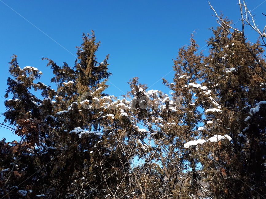 숲,겨울,눈,영천,측백나무,나무,겨울,계절,winter,season,자연,풍경,nature,landscape,식물,plants,나무,trees,wood,tree,plant,fir,전나무