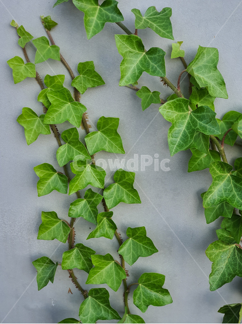 plant,식물,덩굴,넝쿨,넝쿨식물,vine,덩굴식물,벽,초록,엉키다,녹색,실록,담쟁이,선명한,색상,싱싱한,신선한,자연,담장,나뭇잎,공원,야외,풍성한,배경,백그라운드,background,식물,자연,plants,nature