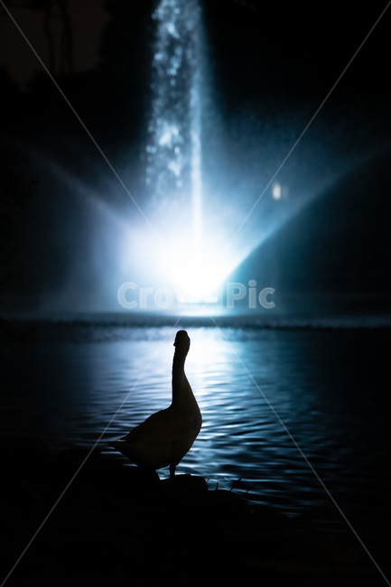 거위,오리,분수,야경,그림자,실루엣,기다림,멈춤,stop,쳐다보다,see,동물,animal,조류,새,birds,실루엣,그림자,silhouette,shadow