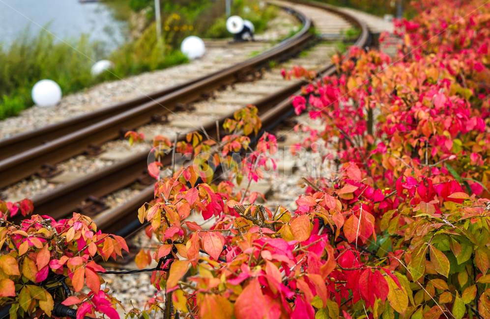 단풍,철길,기찻길,레일,가을,나무,가을,계절,fall,autumn,season,식물,자연,plants,nature,transportation,교통,train track,railway,철도,rail