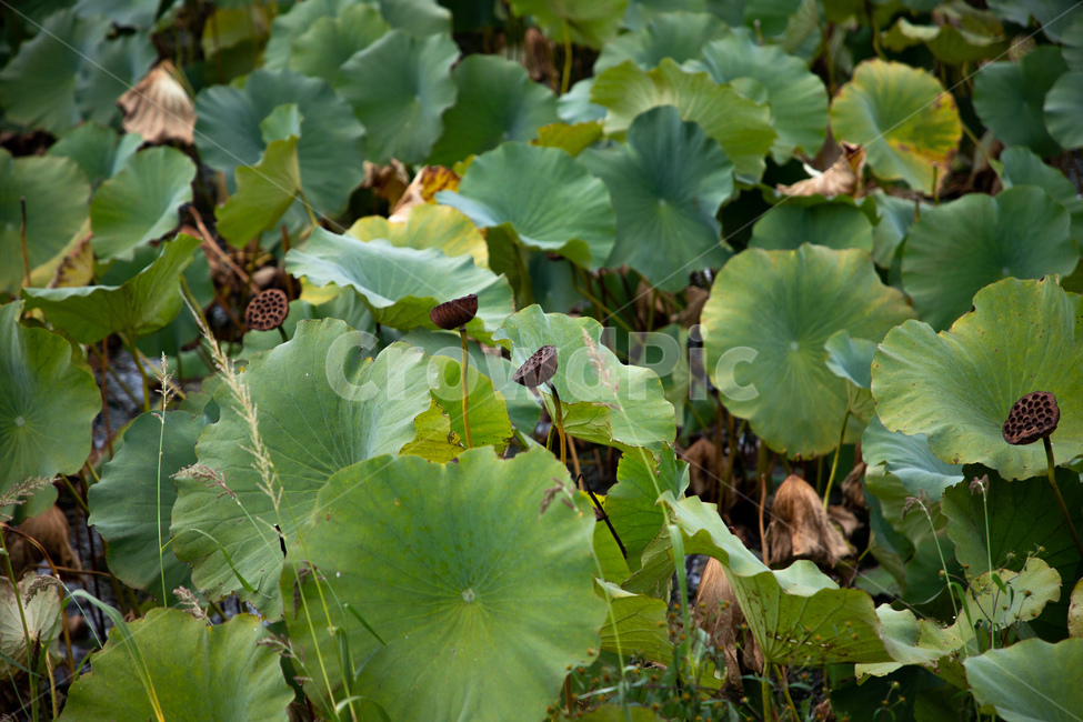 풍경,연지,청도,자연,연지꽃,식물,자연,plants,nature