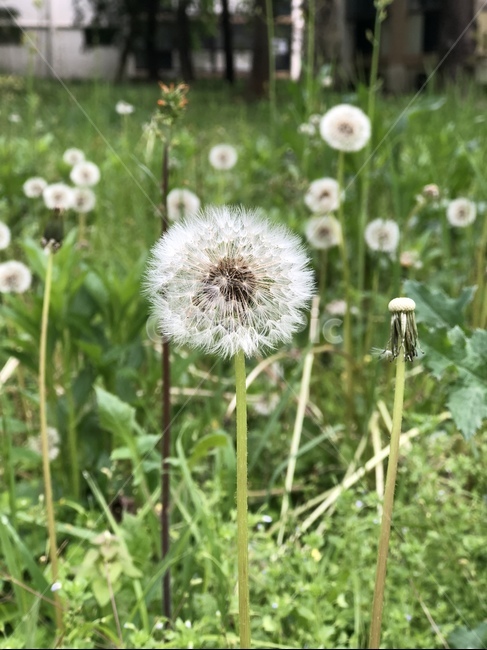 꽃,민들레,식물,flower,blossom