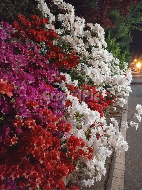 꽃,blossom,식물,저녁꽃,봄꽃