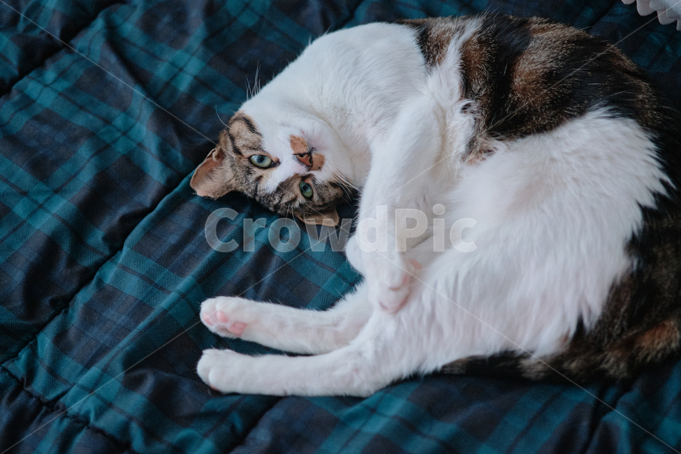 cat,고양이,pet,애완동물,animal,동물,home,집,동물,animal,포유류,mammal,고양이,cat,kitten,kitty