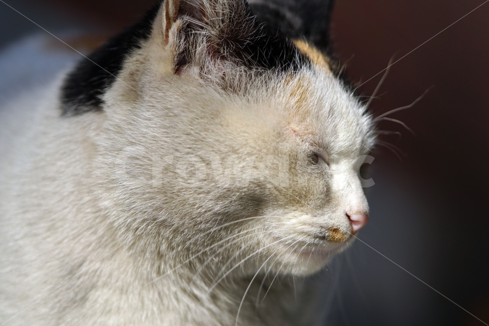 고양이,길고양이,들고양이,삼색고양이,삼색털고양이,냐옹,냐옹이,동물,애완동물,반려동물,애완묘,반려묘,cat,pet,animal,암컷,수컷,야옹이,포유류,흰색,스냅,snap,동물,animal,고양이,cat,kitten,kitty,포유류,mammal