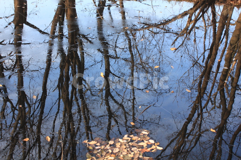 반영,파란,겨울,나무,우포,자연,풍경,nature,landscape,land,땅,outdoors,옥외,water,물,marsh,습지,bog,변소,swamp,늪